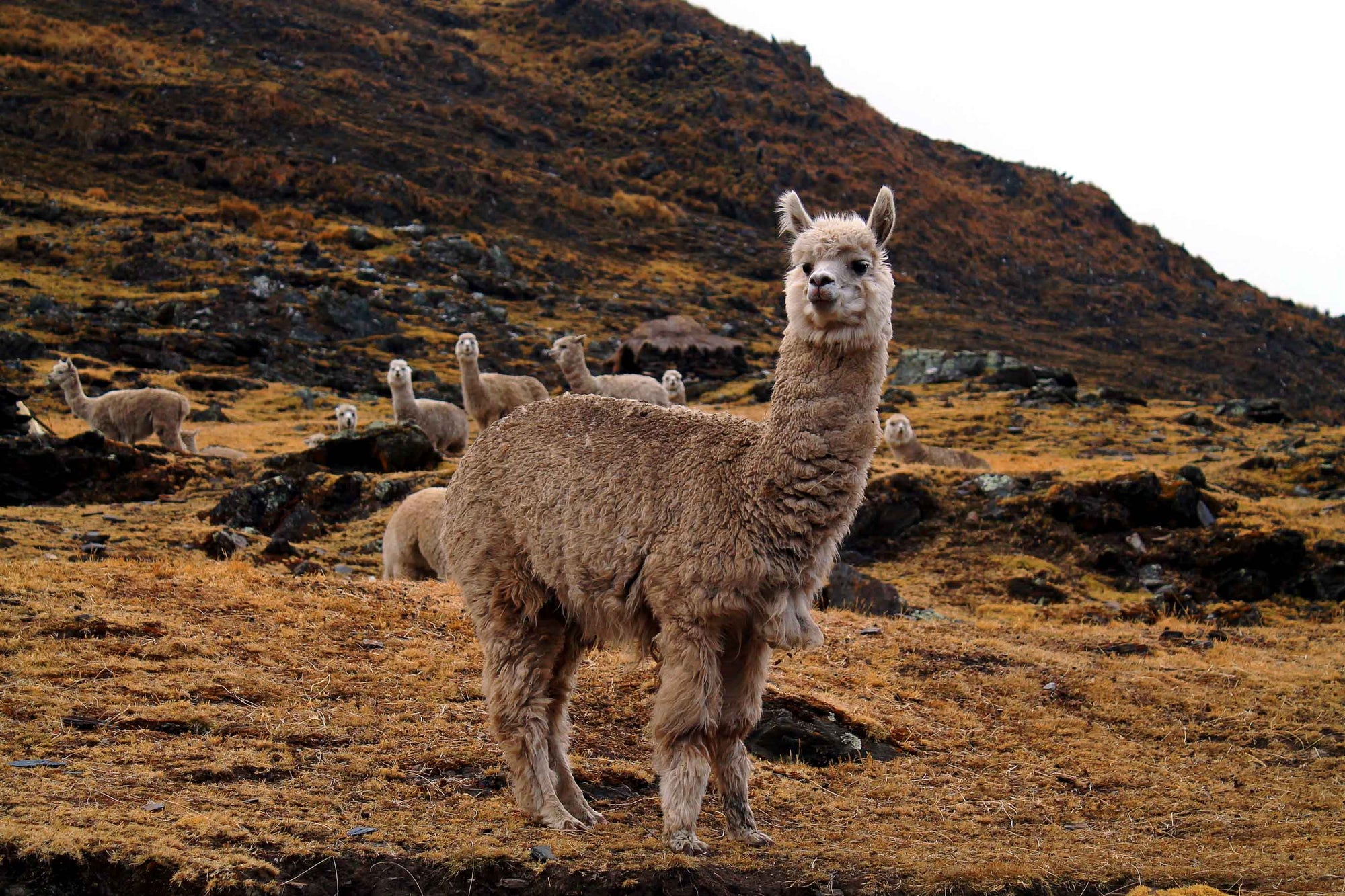 What You Didn't Know About Alpaca & Cashmere - Robert W. Stolz